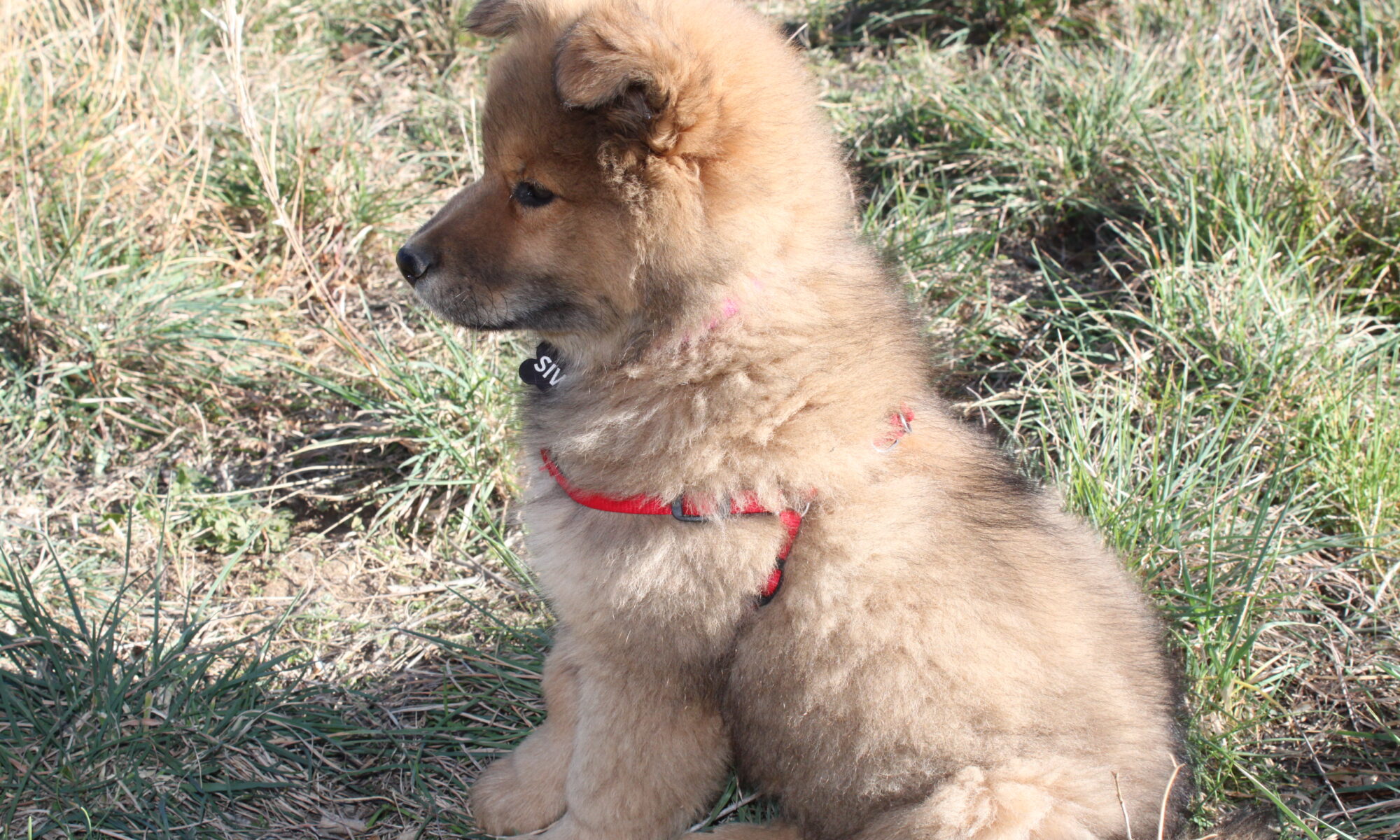 Chiot Eurasier femelle 2 mois