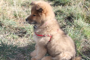 Chiot Eurasier femelle 2 mois