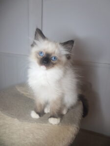 chatons Ragdoll